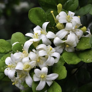 Large Orange Jasmine in 10&quot; Pot, Murraya paniculata. No SHIP to CA, HI, Tx, Az, La, Pr, Guam, Vi, Al