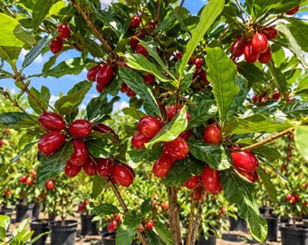 May include: A Cornus mas shrub, also known as a cornelian cherry dogwood, featuring numerous glossy, oval-shaped bright red fruits hanging from thin branches among vibrant green, pointed leaves under a clear blue sky in a nursery setting.
