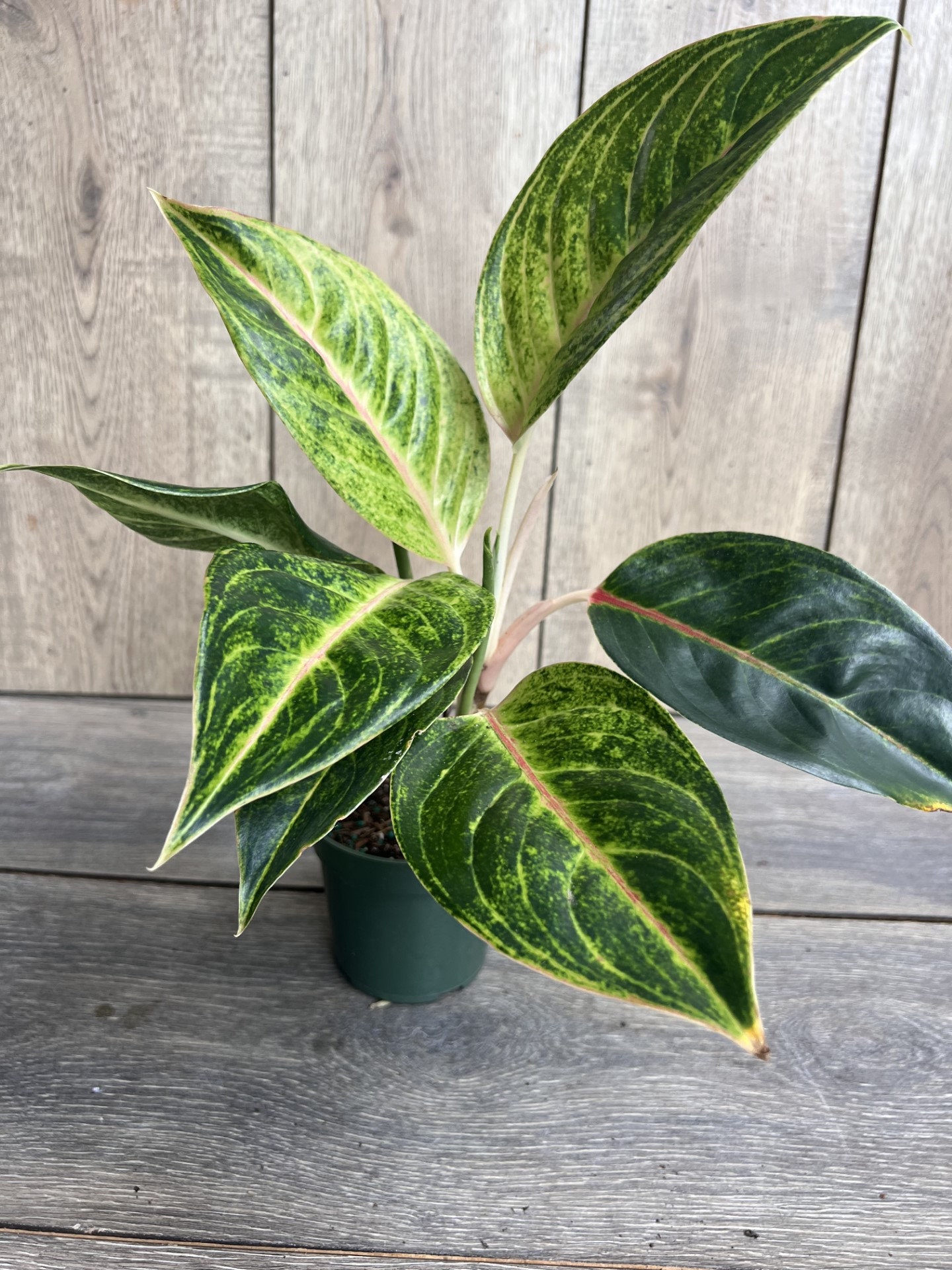 Aglaonema Commutatum Rice in 6 Pot - Etsy