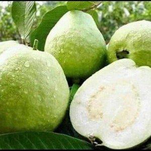 May include: Close-up of four green guavas, one of which is cut in half, revealing the white flesh inside. The guavas are arranged on a bed of green leaves.