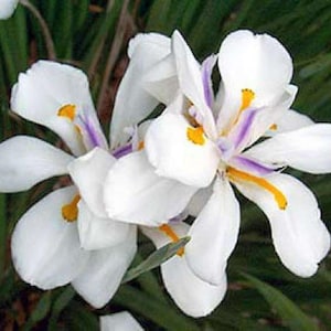 May include: Close-up of white iris flowers with yellow and purple accents. The flowers have multiple petals and are in bloom.
