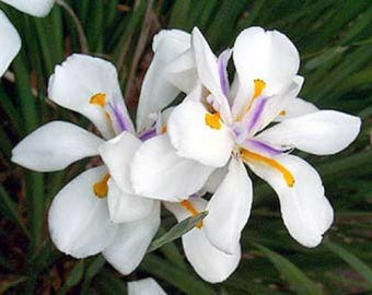 Puede incluir: Primer plano de flores de iris blancas con acentos amarillos y morados. Las flores tienen múltiples pétalos y están en flor.