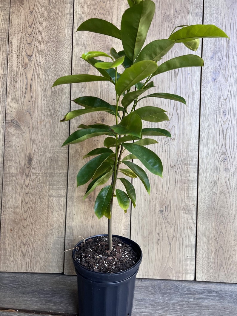 Soursop Tree, guanabana in Half gallon pot , Sirsak, Anona Muricata image 4