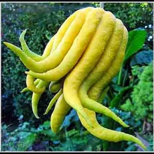 Buddha&#39;s Hand Semi-Dwarf Citron in half gallon pot,  Florida Shipping Only