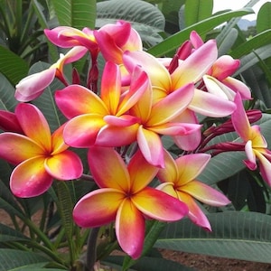 May include: Close-up of vibrant plumeria flowers in full bloom. The petals display a gradient of colors, transitioning from bright yellow centers to shades of pink and red at the edges. Green leaves provide a lush backdrop.