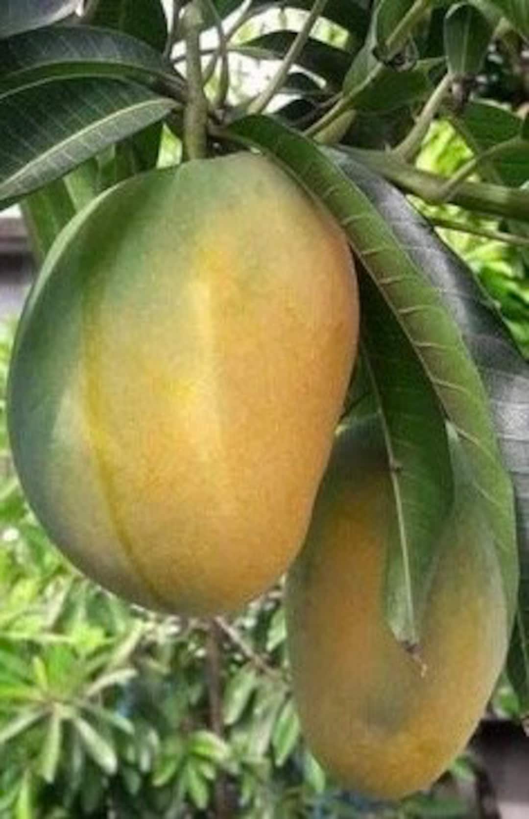 Manila Mango in 10