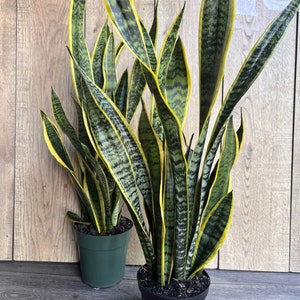 Sansevieria Trifasciata, Snake Plant Laurentii, 4"Pot Indoor Air Purifiernt