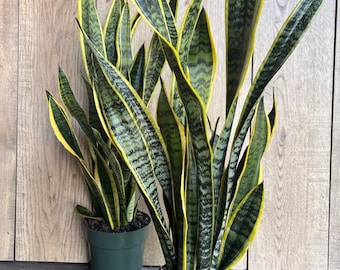 Sansevieria Trifasciata, Snake Plant Laurentii, 4"Pot Indoor Air Purifiernt