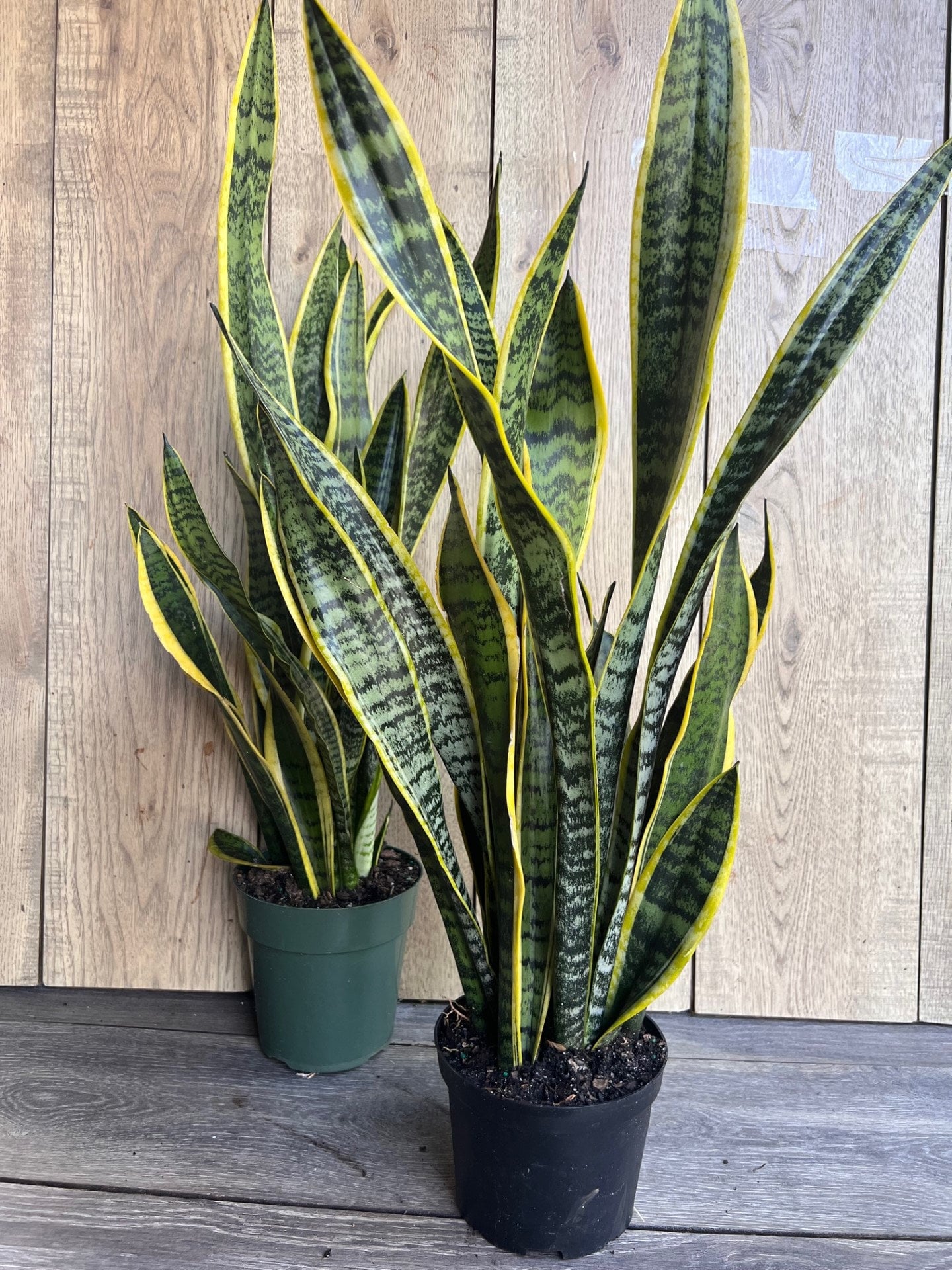 Sansevieria Trifasciata, Snake Plant Laurentii, 4"Pot Indoor Air Purifiernt