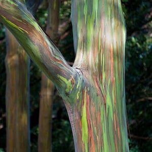 May include: Close-up of a rainbow eucalyptus tree trunk, showing the vibrant green, blue, orange, and red bark. The bark peels off in layers, revealing the colorful patterns underneath.