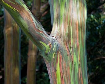 Rainbow Eucalyptus, deglupta, in half gallon Pot No Ship HI