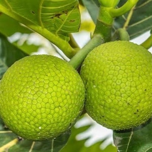 May include: Two round, green breadfruit hanging from a thick, sturdy stem. The surface of each fruit features a distinct, textured, hexagonal pattern. Large, glossy, dark green leaves with prominent veins surround the fruit on the tree.