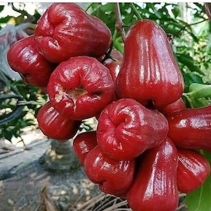 Red Wax apple, in 3 gallons, air layered, rose apple, jambu air, No Ship to HI