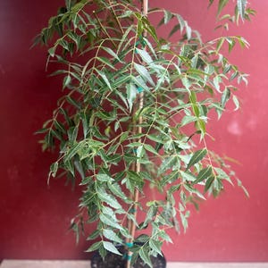 Large Neem Tree,  Azadirachta indica in 3 gallons Pot