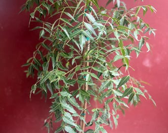 May include: A potted neem tree with vibrant green leaves and a slender brown trunk. The plant is secured with a wooden stake and blue twine, set against a deep red background. The pot is a dark gray color.