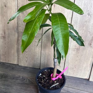 Op de afbeelding: Een groene mango boomzaailing in een zwarte plastic pot met bruine aarde. Een roze plantenetiket is bevestigd aan de stam van de boom.
