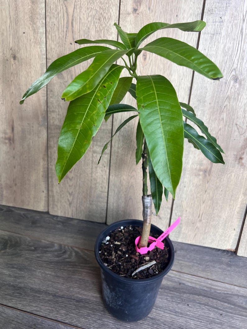 Op de afbeelding: Een groene mango boomzaailing in een zwarte plastic pot met bruine aarde. Een roze plantenetiket is bevestigd aan de stam van de boom.