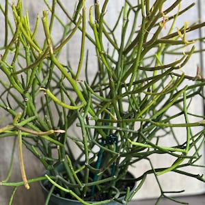Euphorbia tirucalli, Pencil Cactus in 6&quot; Pot