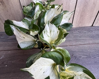 Harlequin Manjula in 4" Pot,  Manjula pothos, Epipremnum Happy Leaf