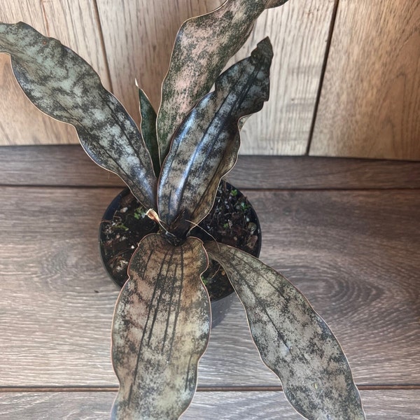 sansevieria kirkii coppertone in 5" Pot