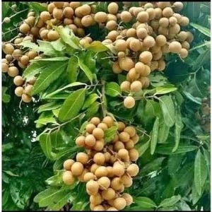 May include: A close-up of a longan tree branch laden with ripe, golden-brown longan fruit. The fruit is clustered together in bunches, and the leaves are a vibrant green.