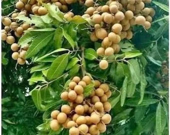 Longan Kohala Tree, Air Layered - Etsy