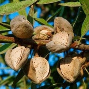 May include: A cluster of ripening almonds on a tree branch, featuring fuzzy, light brown outer hulls that are splitting open to reveal the hard, textured, light tan shells of the nuts inside, surrounded by green leaves.