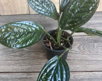 Monstera Peru in 4" pot, House Plant