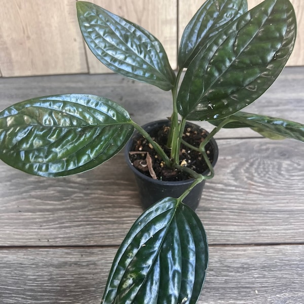 Monstera Peru in 4" pot, House Plant