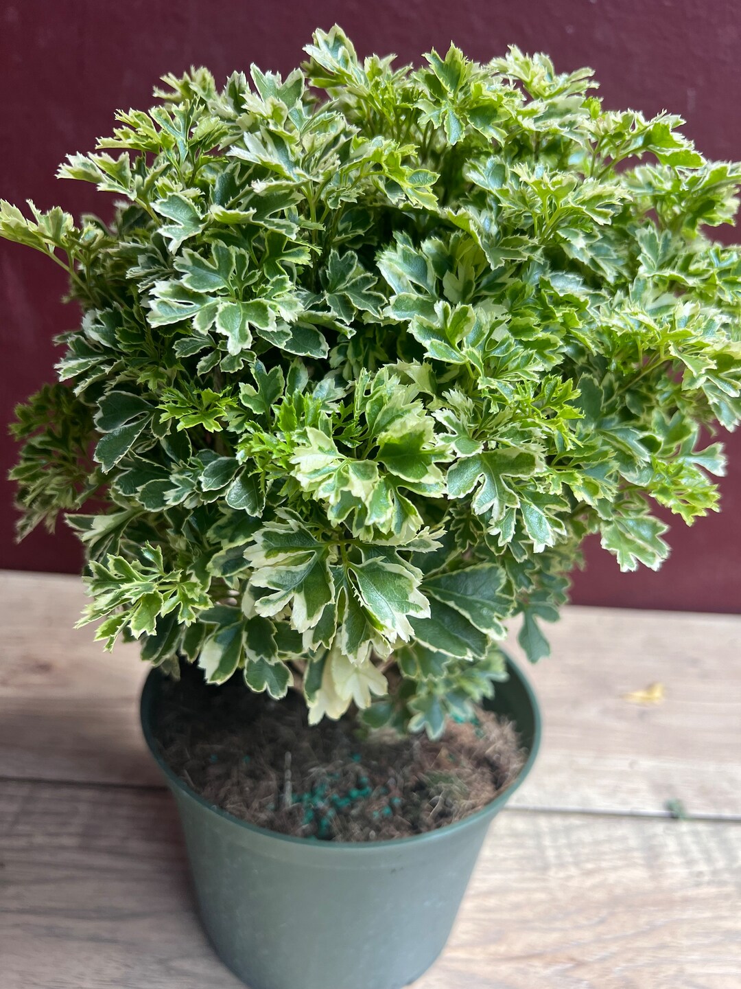 Variegated Ming Aralia Parsley, Snowflake Live Plant, in 6 Inches Pot