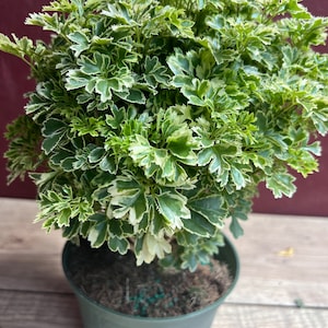 May include: A potted plant with vibrant green and white variegated leaves. The plant is bushy and full, set in a green plastic pot. The pot sits on a wooden surface, creating a natural aesthetic. The plant is a houseplant.