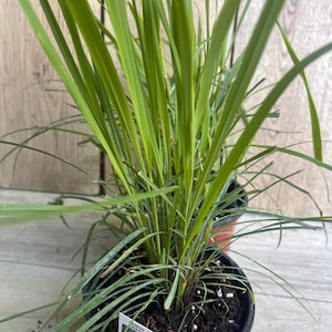 May include: A potted lemongrass plant with long, green blades. The plant is in a red-brown plastic pot, with a small white label that reads "Lemon Grass". The plant is set against a light wood-grain background.
