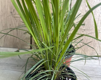 Lemongrass , Cymbopogon citratus, in 5" Pot, Lemon Grass