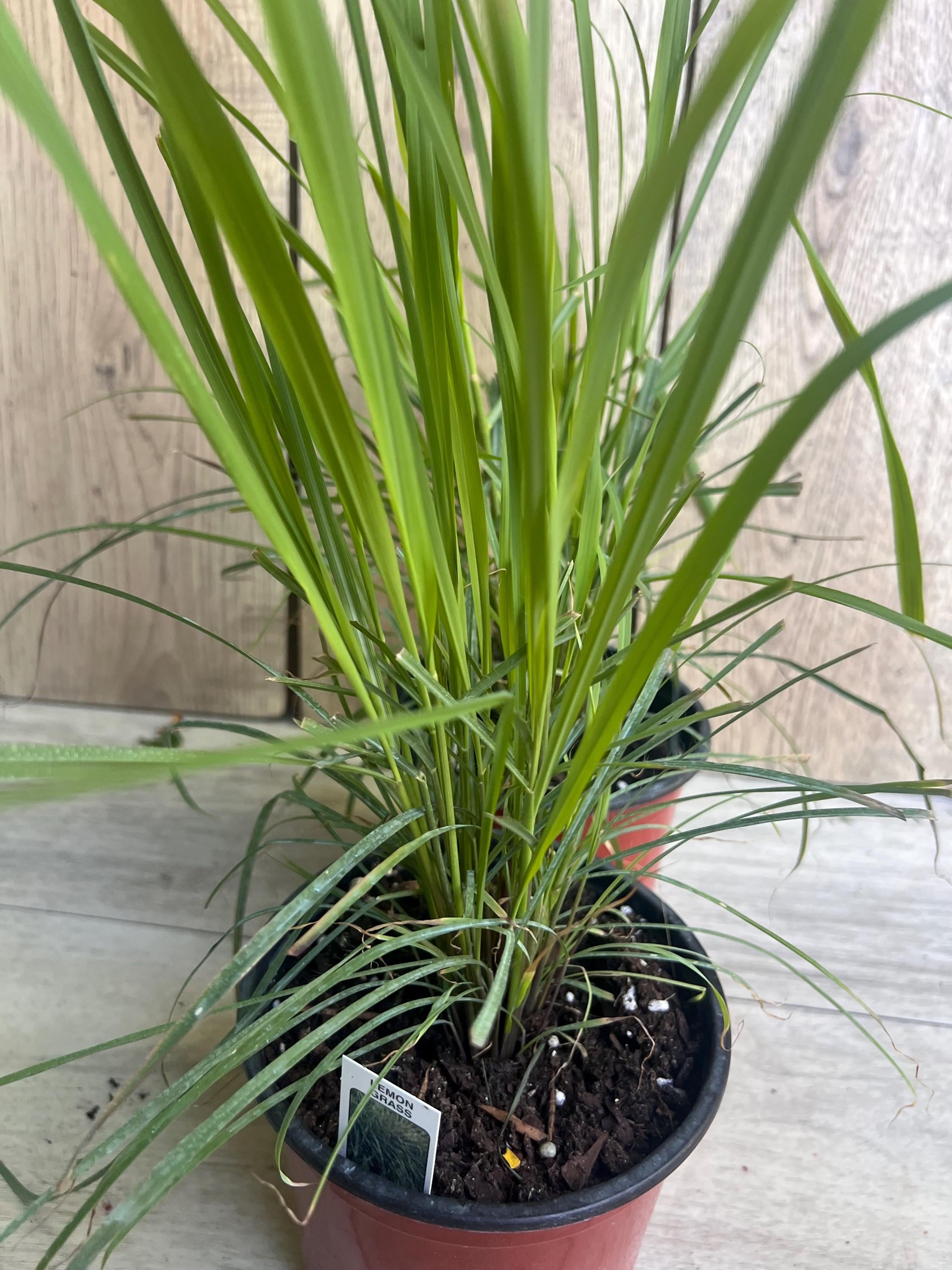 ionantha guatemala tillandsia air plant Ionantha Guatemala Tillandsia | Air Plant