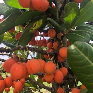Imbe Garcinia Livingstonei in 6&quot; Pot, African Mangosteen,