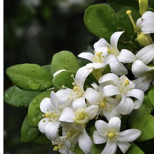 Orange Jasmine in 4" Pot, Murraya paniculata