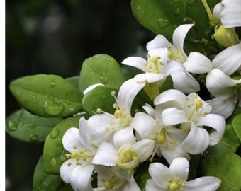 Orange Jasmine in 4&quot; Pot, Murraya paniculata. No ship to CA, Hi, Az, La, TX, Pr, Al, VI