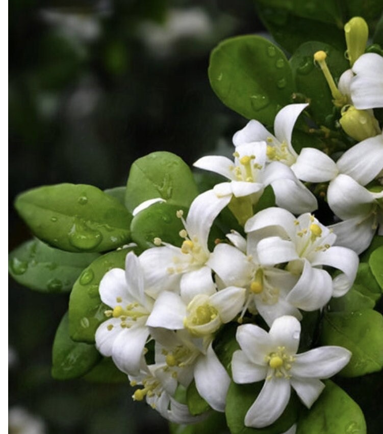 Orange Jasmine Plant in 4