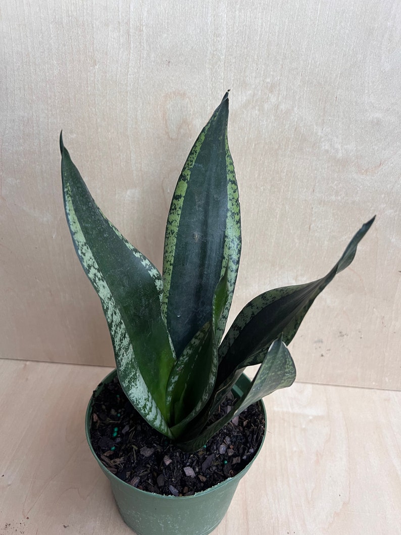 Sansevieria Whitney, Sansevieria Silver Flame, in 6 Inches pot, Mother in law image 4