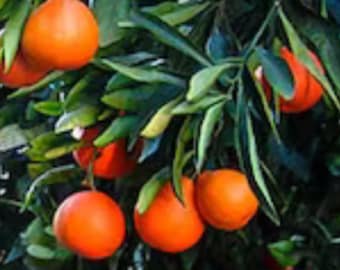 Minneola tangelo, Honeybell in Half Gallon Pot