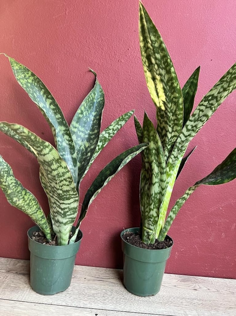 Thegreenshouse Sansevieria Jaboa Snake Plant - Thumbnail 4