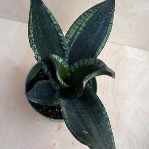 Sansevieria Whitney, Sansevieria Silver Flame, in 6 Inches pot, Mother in law image 9