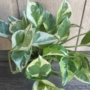 May include: A potted plant with variegated leaves. The leaves are green and white with a marbled pattern. The plant is in a brown pot.