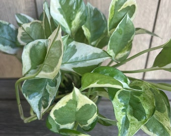 N’Joy pothos , Epipremnum aureum,  Devil’s Ivy in 4" pot, Njoy