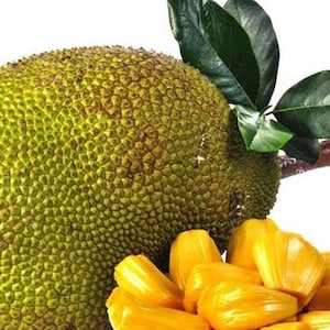 May include: A whole jackfruit with green skin and a rough texture, next to several yellow jackfruit segments.