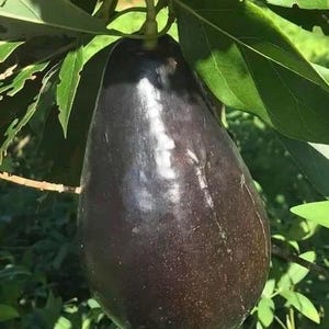 May include: A large, dark purple avocado fruit hangs from a branch with green leaves. The avocado has a smooth, glossy surface and a teardrop shape. The leaves are a vibrant green, and the background is blurred.