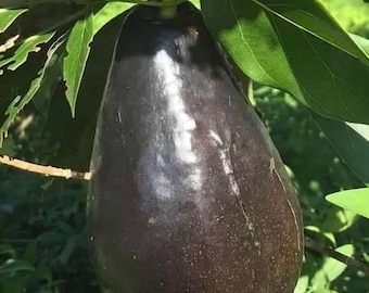 Mexicola Grande Avocado Tree  , “Cold Hardy”  Grafted in 6" Pot, No Ship to HI