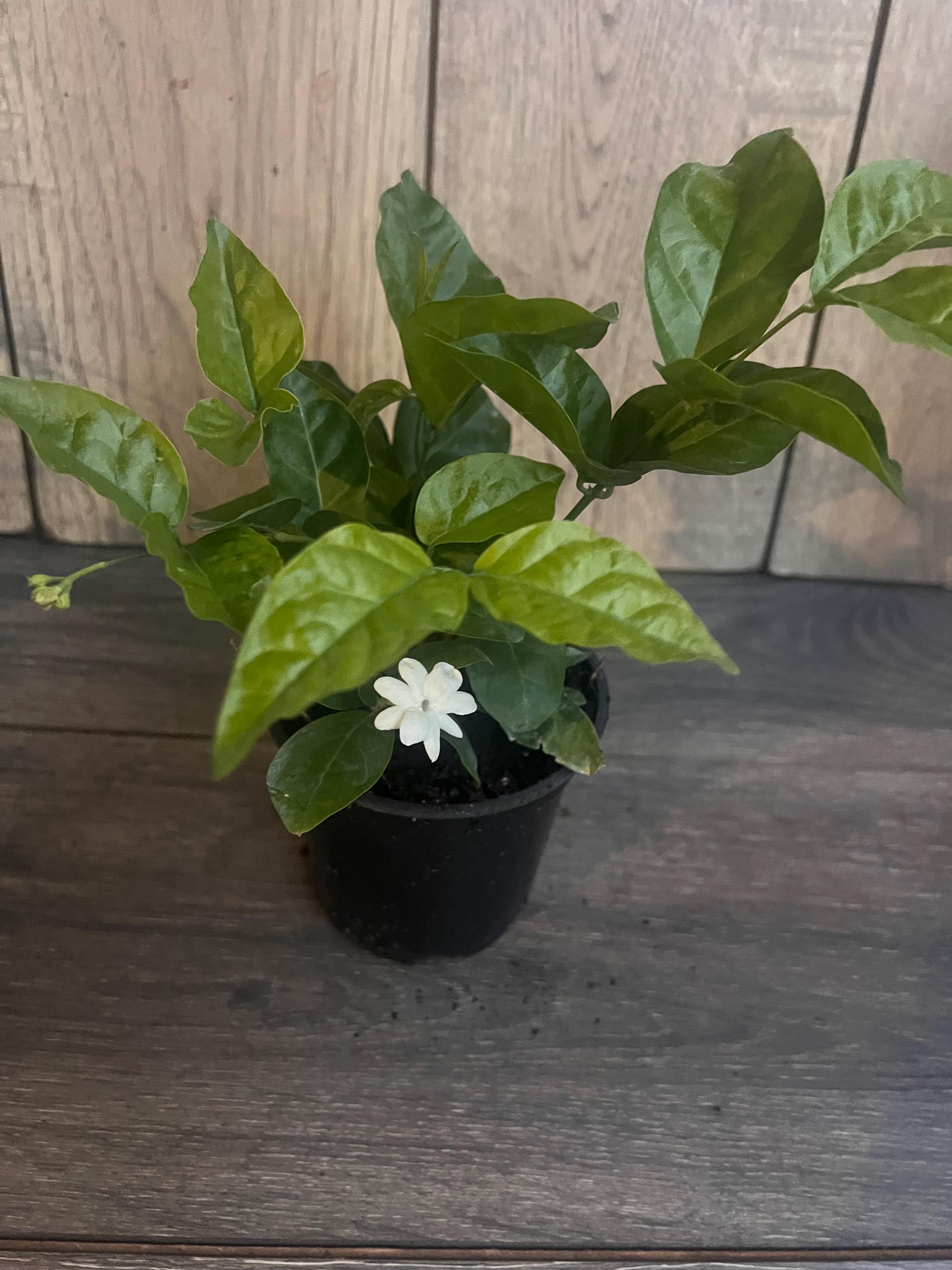 Arabian Jasmine Plant, Fragrant White Flowers, 4