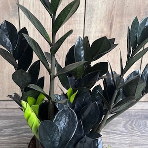 Black Raven ZZ, dark zz plant in 4&quot; pot, Zamioculcas zamiifolia raven