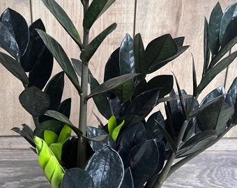 Black Raven ZZ, dark zz plant in 4" pot, Zamioculcas zamiifolia raven